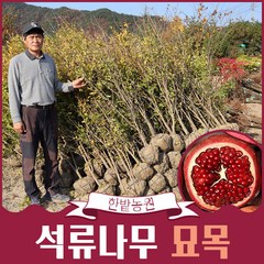 슈퍼단석류 석류나무 묘목 3년생 (결실주 ), 1개