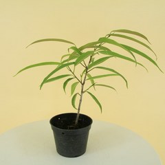 대성식물 알리고무나무 10cm 소형포트, 1개