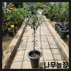 (나무농장) 올리브나무 카니노 키 70cm 내외 외목대 화분, 1개