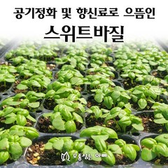 [모종심는아빠] 공기정화와 식용으로 가능한 스위트바질 모종, 모종12포트, 1개