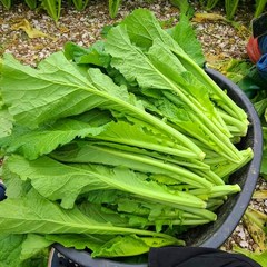 산지직송 노지 여수 돌산갓 생갓, 1박스, 돌산갓_5kg