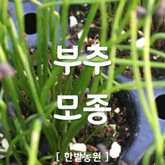 채소 모종 ~ 각종 묘종. 베란다 텃밭 세트 공기정화식물 허브 씨앗 채소모종 ~, H022 부추 모종 2개