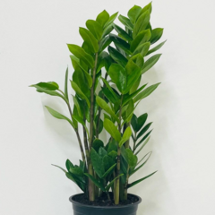 앙플랜트 금전수 돈나무 실내 공기정화식물 중품 40cm, 혼합색상, 1개