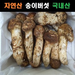 송이버섯 자연산 국내산, 3등급(개산품), 3등급(개산품) 500g, 1개