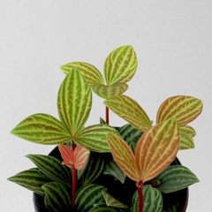 공기정화식물 줄리아페페 소품 모종 관엽식물 페페로미아 아몬드페페 페페로미아 마이플랜트, 1개