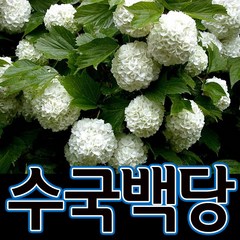 순희농장 목수국 무늬수국 산수국, 1개, 수국백당포트