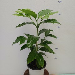 [성심] 커피나무(55cm), 1개