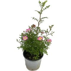 찔레꽃 화분 45cm 분홍색 화초 반려식물, 1개