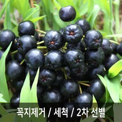 아로니아 생과, 5kg, 아로니아급냉(꼭지제거), 1개