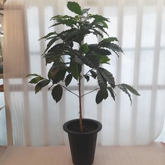 [꽃파는농부] 아라비카 커피나무 공기정화식물 대품, 1개