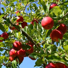 [모든원예조경] 사과나무 (부사) 결실주 분묘 사과묘목 과일나무, 1개