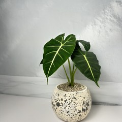 알로카시아 무늬 프라이덱 그린벨벳 희귀식물 플랜테리어 공기정화식물, 빈티지 화분+기본마사, 1개