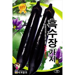 흑수장 가지 씨앗 채소 종자 야채 씨 eggplant 100알, 1개