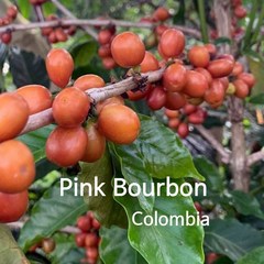 [위트러스트] 콜롬비아 핑크 버번 500g Pink Bourbon / 스페셜티 커피원두, 홀빈(분쇄안함), 1개