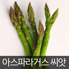 아스파라거스 씨앗 종자 채소 약초 쌈채소 텃밭 50알, 1개