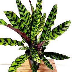 에덴플랜트 인시그니스 칼라데아 중품 부부초 반전식물 키우기쉬운식물 공기청정 수입 무늬 희귀, 1개