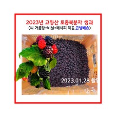 2023년 햇 고창산 토종 복분자 생과 10kg(씨거름망+비닐+레시피 제공), 100개
