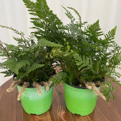 후마타고사리 1+1 온정원 공기정화식물
