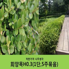 착한가격 나무생각 / 회양목 / 30cm / 5주, 5개