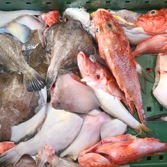 당일조업 제철생선 생물 잡어 생선구이 매운탕 탕거리 손질 후 3kg, 3kg(손질 후), 1개
