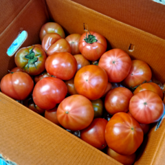 부산 대저 짭짤이 토마토 2.5kg, 2S, 1개