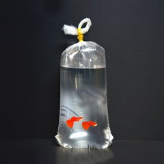 물고기 봉투 10x35 10장-열대어 이동 포장 비닐/헬로아쿠아