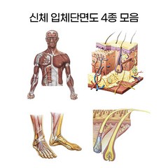 현대교역 신체도 입체단면도 (4종모음) 피부단면도 발단면도 모발단면도 병원 피부샵 - 한국, 옵션02.피부입체단면도, 1개