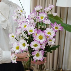 [계절의꽃] 샤론소국 핑크소국 소국 꽃다발한단 생화 농장직송 꽃배달