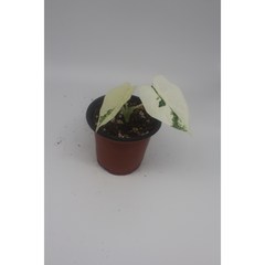 알로카시아 무늬 프라이덱 - 희귀식물 동동플랜츠 관엽식물, 1개