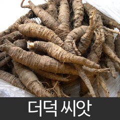 더덕씨앗 더덕 씨앗 종자 약초 deodeok seeds 1000알, 1개