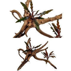 하이그로필라 피나디피다 유목활착 랜덤(2뿌리)/ 수초 새우은신처 음성초보자수초 수족관장식