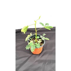 [골든플랜트]미모사 신경초 움직이는식물 공기정화식물 야생화, 1개
