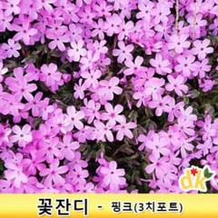 꽃잔디-핑크(3치)모종 50개