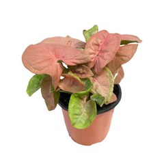 대성식물 실내 공기정화식물, 1개, 핑크 싱고니움(10cm)