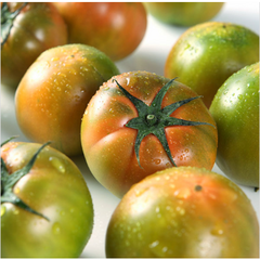 대저 짭짜리 짭짤이 토마토 부산대저토마토 2.5kg, 로얄과