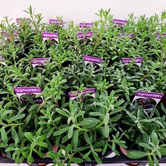 에덴플랜트 (5개한세트) 잉글리쉬 라벤더 소품 노지월동 허브식물 다년초 보라색꽃 향기나는식물 심신안정 스트레스해소, 5개