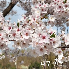 [나무인] 왕벚나무묘목 특묘 2개
