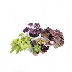 서비내 휴케라 Heuchera 소품/중품(색상랜덤) 야생화 노지월동 정원수 희귀식물 다년초 슈케라 꽃 서비야드, 단품 중형(색상랜덤), 1개