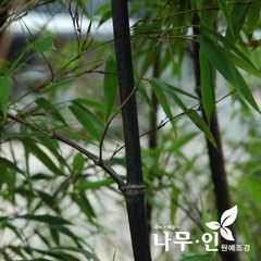 [나무인] 오죽(검은대나무), 1개