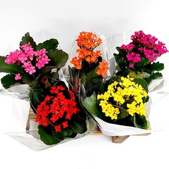 에덴플랜트 (5개한세트) 카랑코에 가랑코에 칼란디바 칼랑코에 사계절꽃 꽃식물 꽃화분 실내식물 색상랜덤, 5개