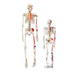 인체모형 해골 뼈 모형 85cm 170cm, 85CM 무색