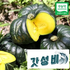 산지직송 함평 정대성님의 무농약 햇 미니단호박(밤호박) 1kg, 단품, 1개