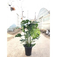 몬스테라 3촉 풍성한수형 농장직접 배송 실내 공기정화식물 관엽 화분 행복한꽃농원, 대형(3촉)