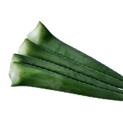 천년 알로에 생 알로에 2kg (생잎 3~4 잎), 1박스