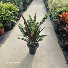 식물공장 칼라데아 인시그니스 대품 반려식물 50-70cm 299, 1개