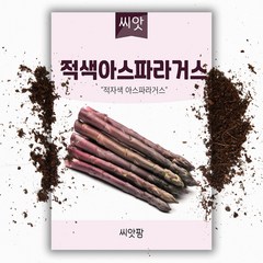 퍼플아스파라거스 (40립) / 채소씨앗/ 아스파라거스, 1개