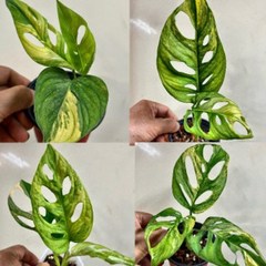 무늬종식물 옐로우 아단소니 (잎장 3장전후 -후발색식물) ( 엘몬 아님 ), 1개