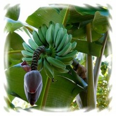 [꽃모종]바나나 : 10cm분, 몽키바나나, 1개