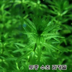 국산 토종 수초 검정말 (아나카리스-1단-30촉)