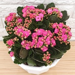 칼란디바 핑크22 - 겹꽃 퀸로즈 칼란디바 카랑코에, 1개